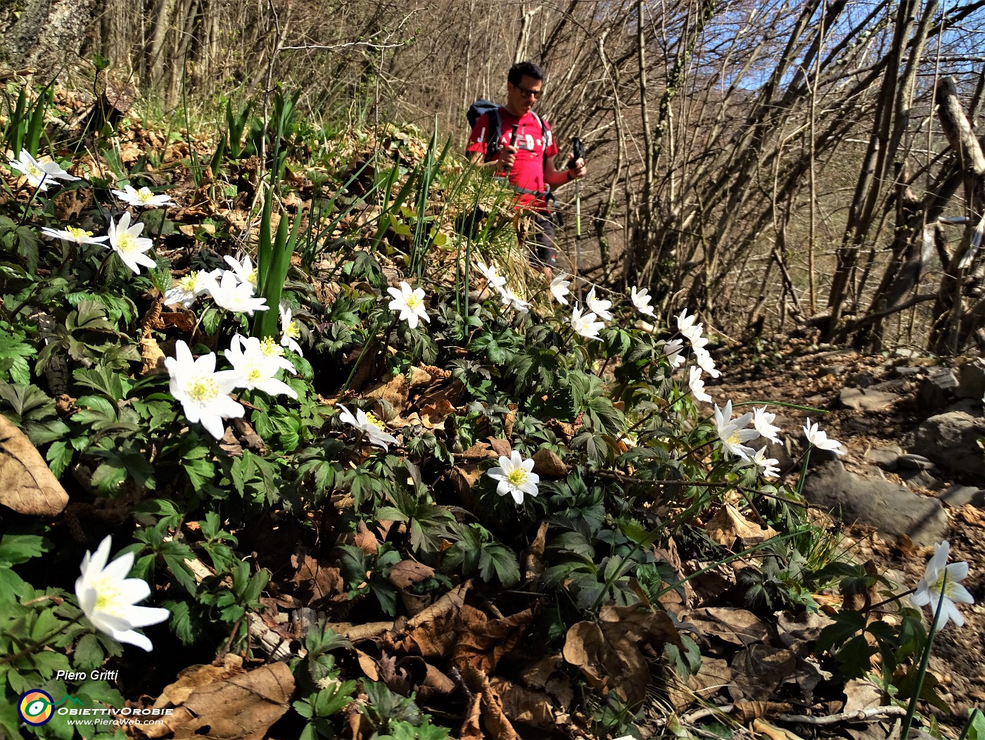 75  Anemone nemorosa (Anemoides nemorosa) .JPG